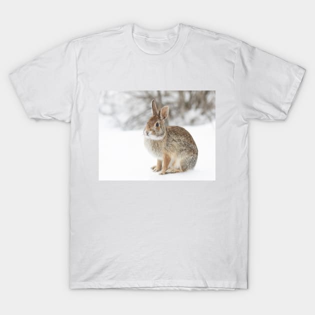 Eastern Cottontail bunny T-Shirt by Jim Cumming